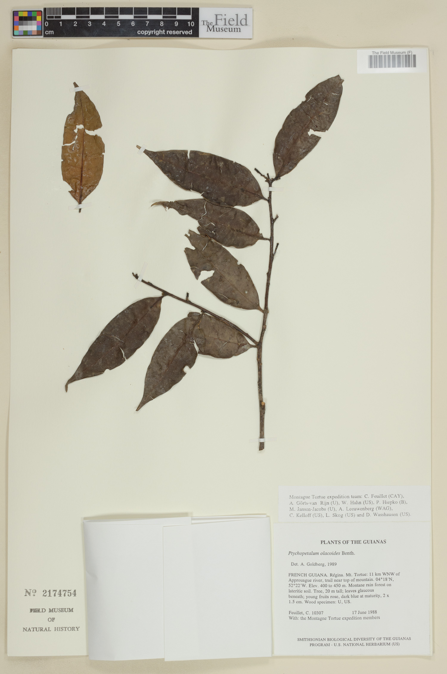 Ptychopetalum olacoides image