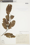 Tetrastylidium grandifolium image