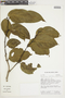 Tetrastylidium grandifolium image