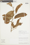 Tetrastylidium peruvianum image