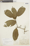Tetrastylidium peruvianum image