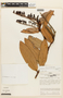 Cavendishia punctata image