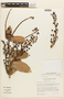 Cavendishia punctata image