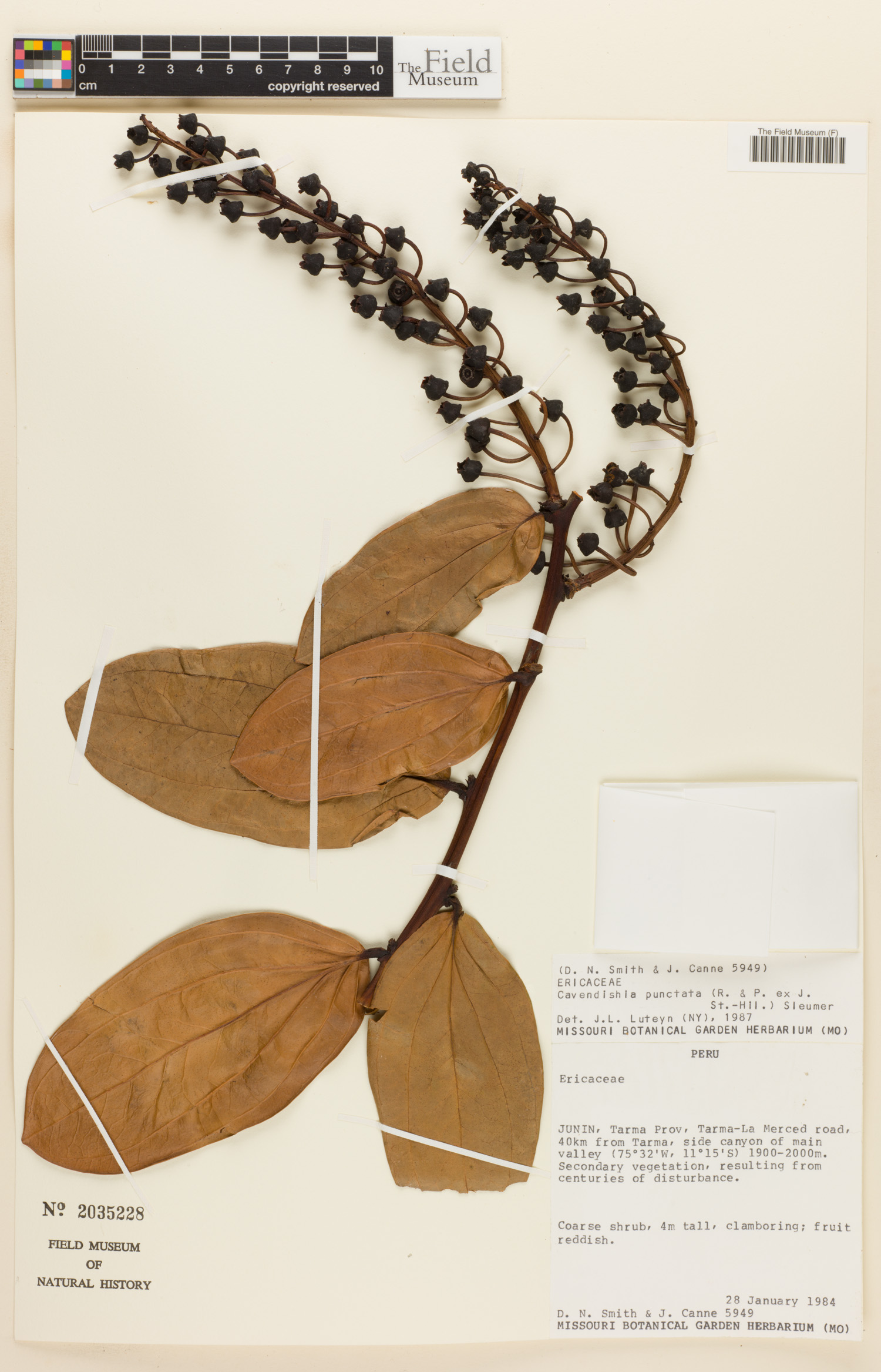 Cavendishia punctata image