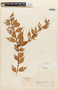 Cavendishia rhynchophylla image