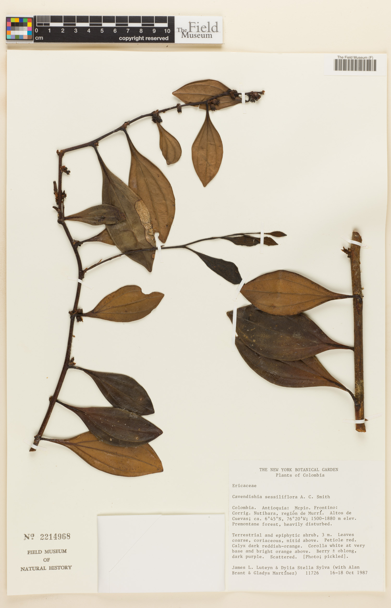Cavendishia sessiliflora image