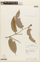 Cavendishia tarapotana var. gilgiana image
