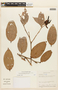 Cavendishia tarapotana var. gilgiana image
