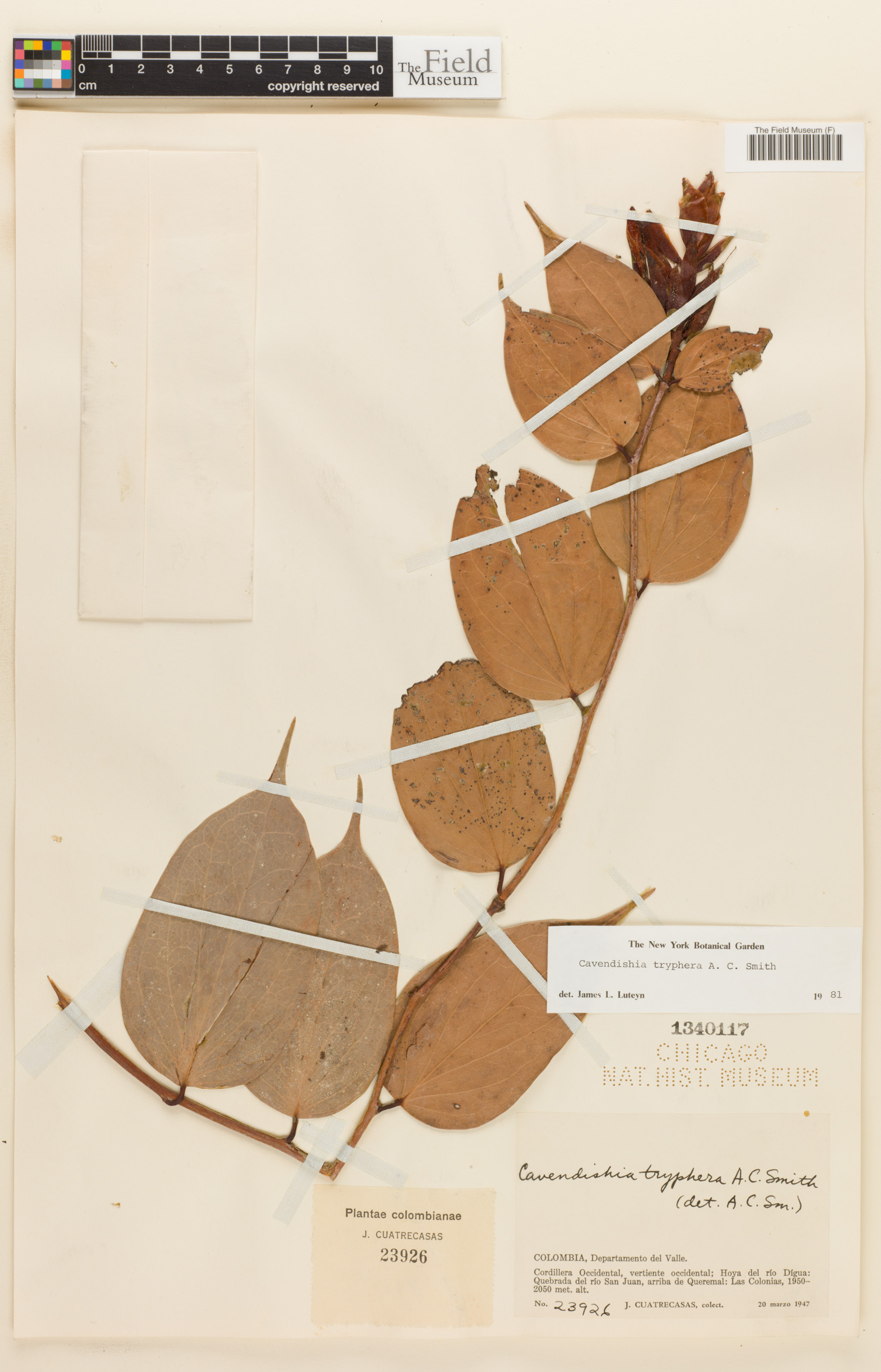 Cavendishia tryphera image
