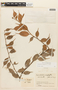 Cavendishia urophylla image