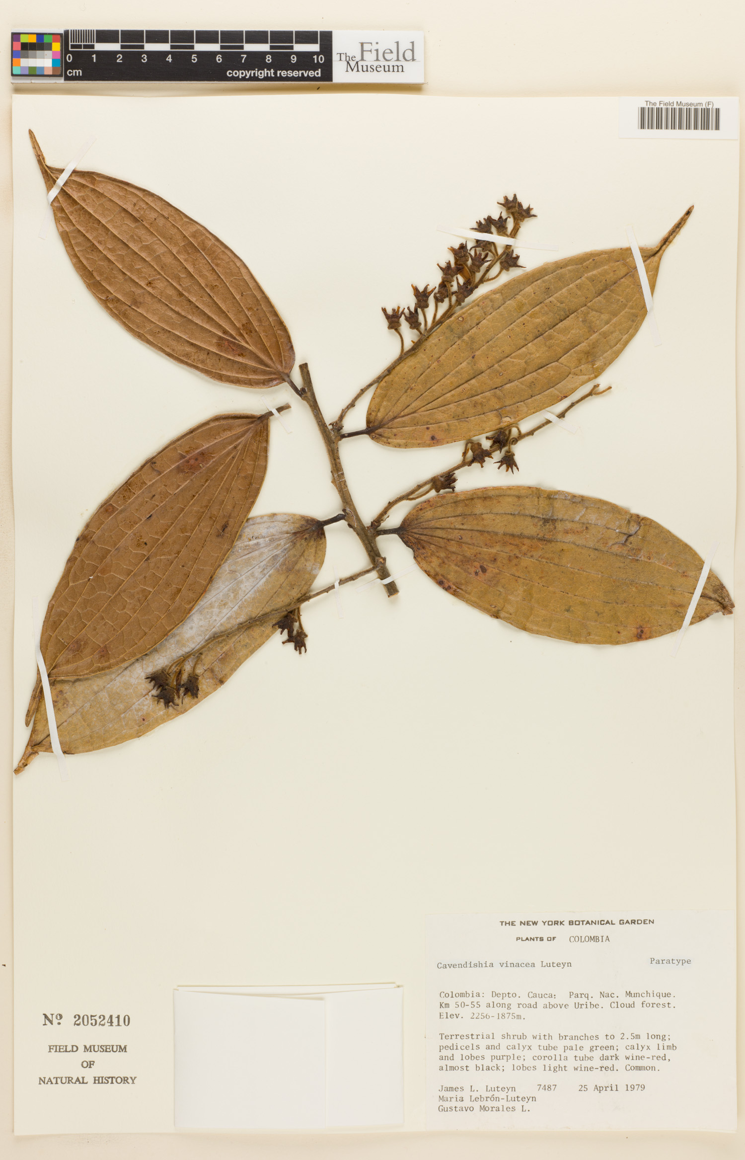 Cavendishia vinacea image
