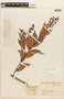 Cavendishia violacea image