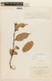 Cavendishia zamorensis image