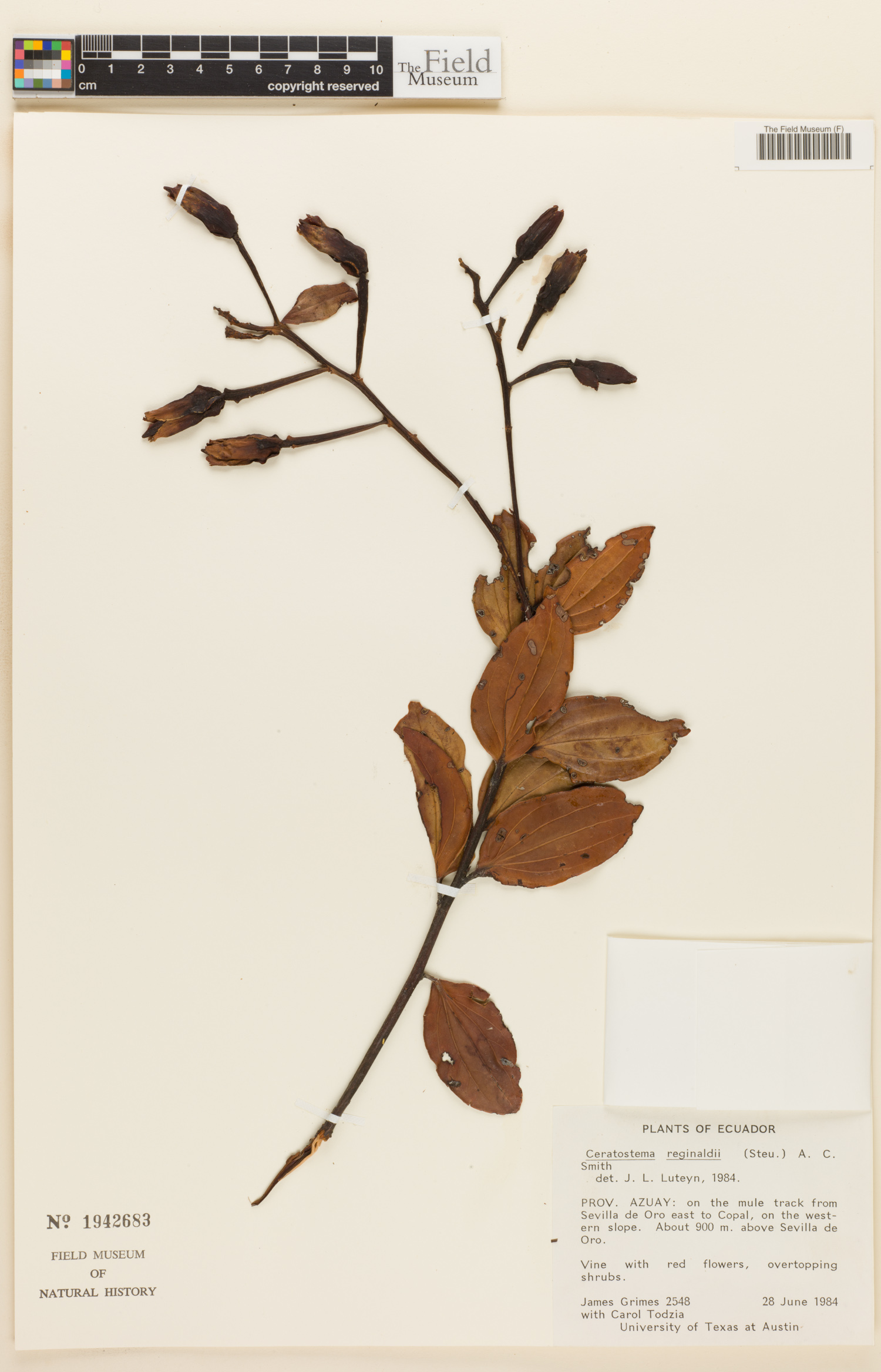 Ceratostema reginaldii image