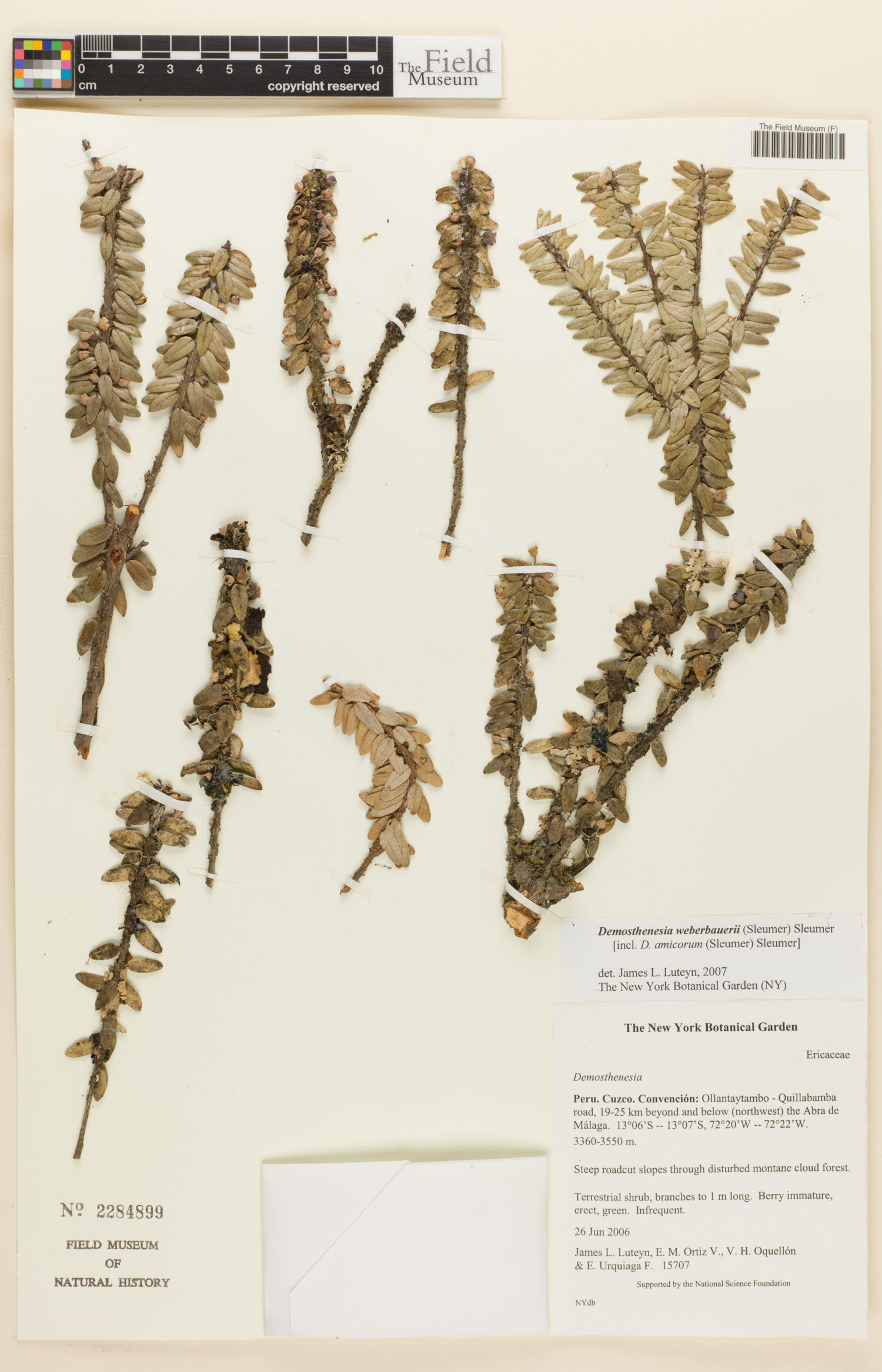 Demosthenesia weberbaueri image