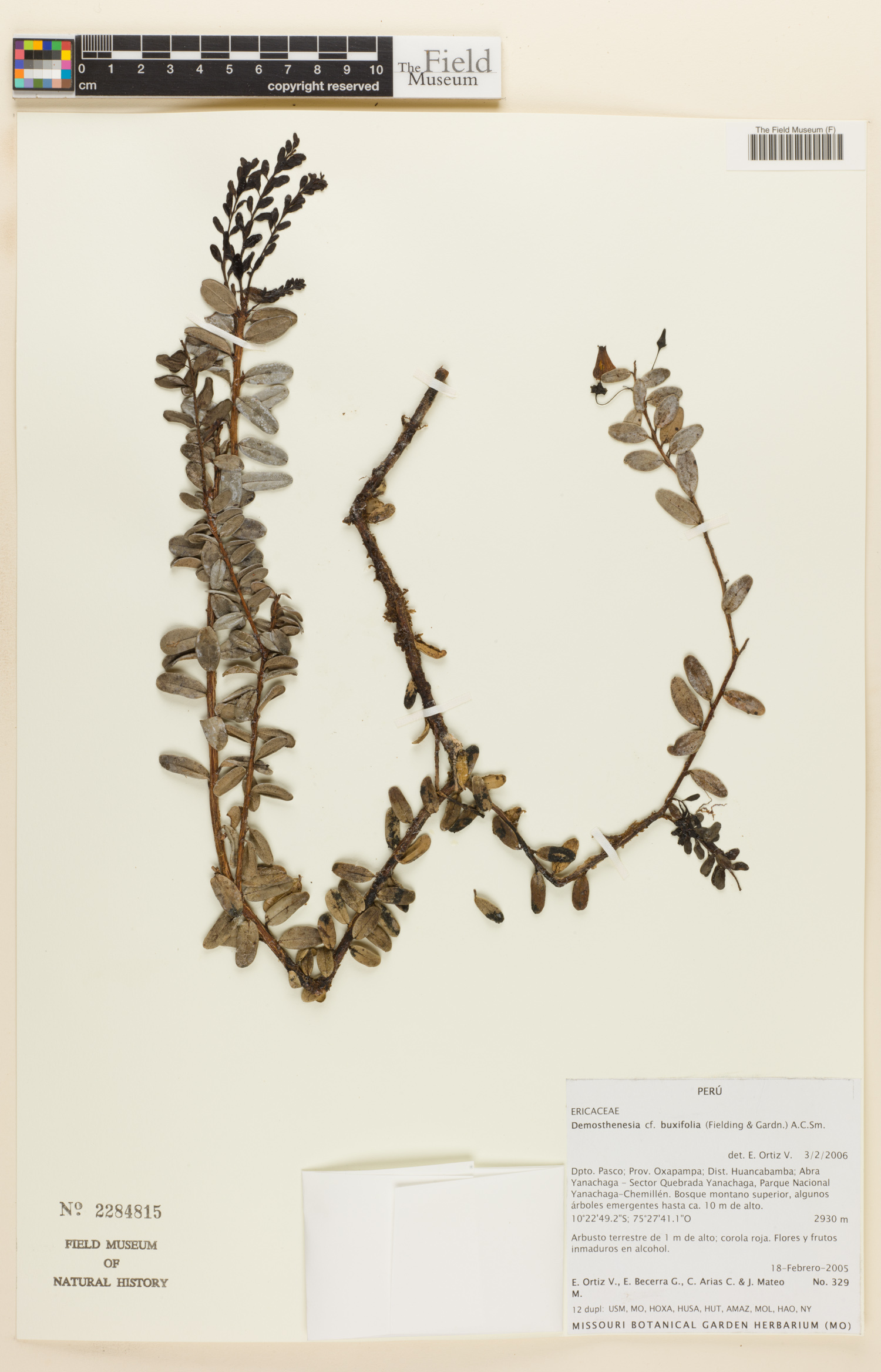 Demosthenesia buxifolia image