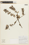 Demosthenesia buxifolia image