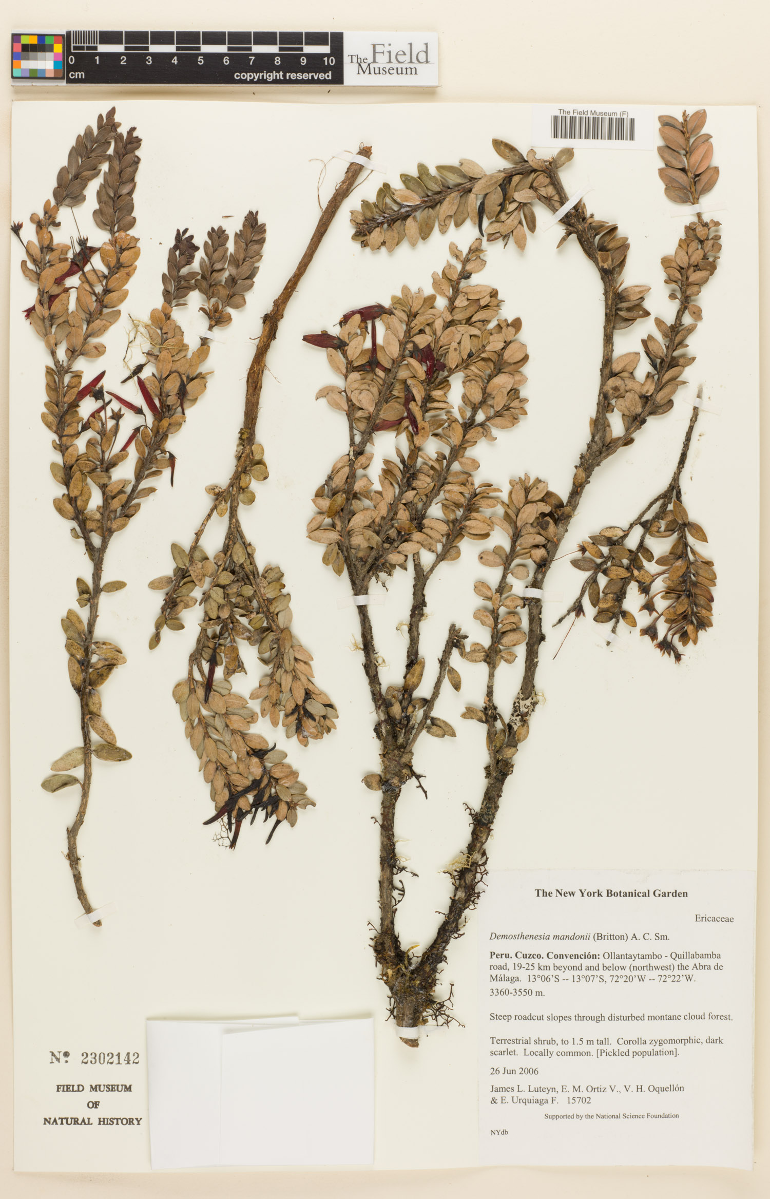 Demosthenesia mandonii image