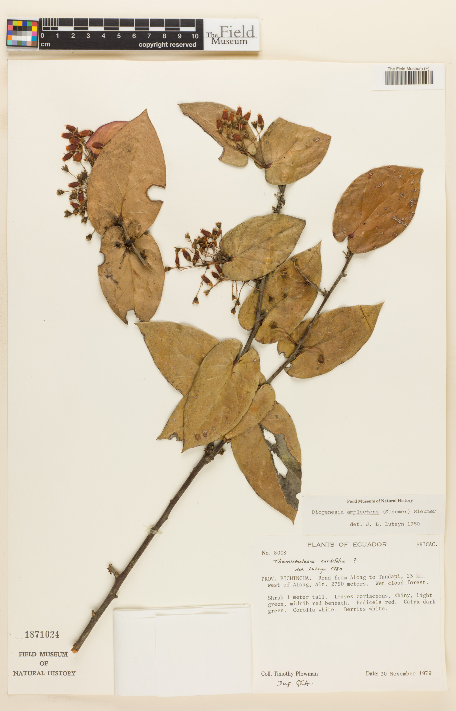 Diogenesia amplectens image