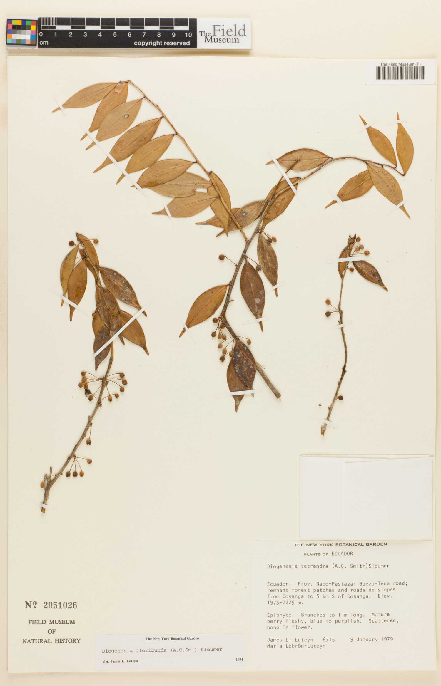 Diogenesia floribunda image
