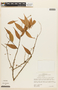Diogenesia floribunda image