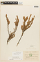 Disterigma codonanthum image