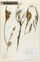 Disterigma codonanthum image