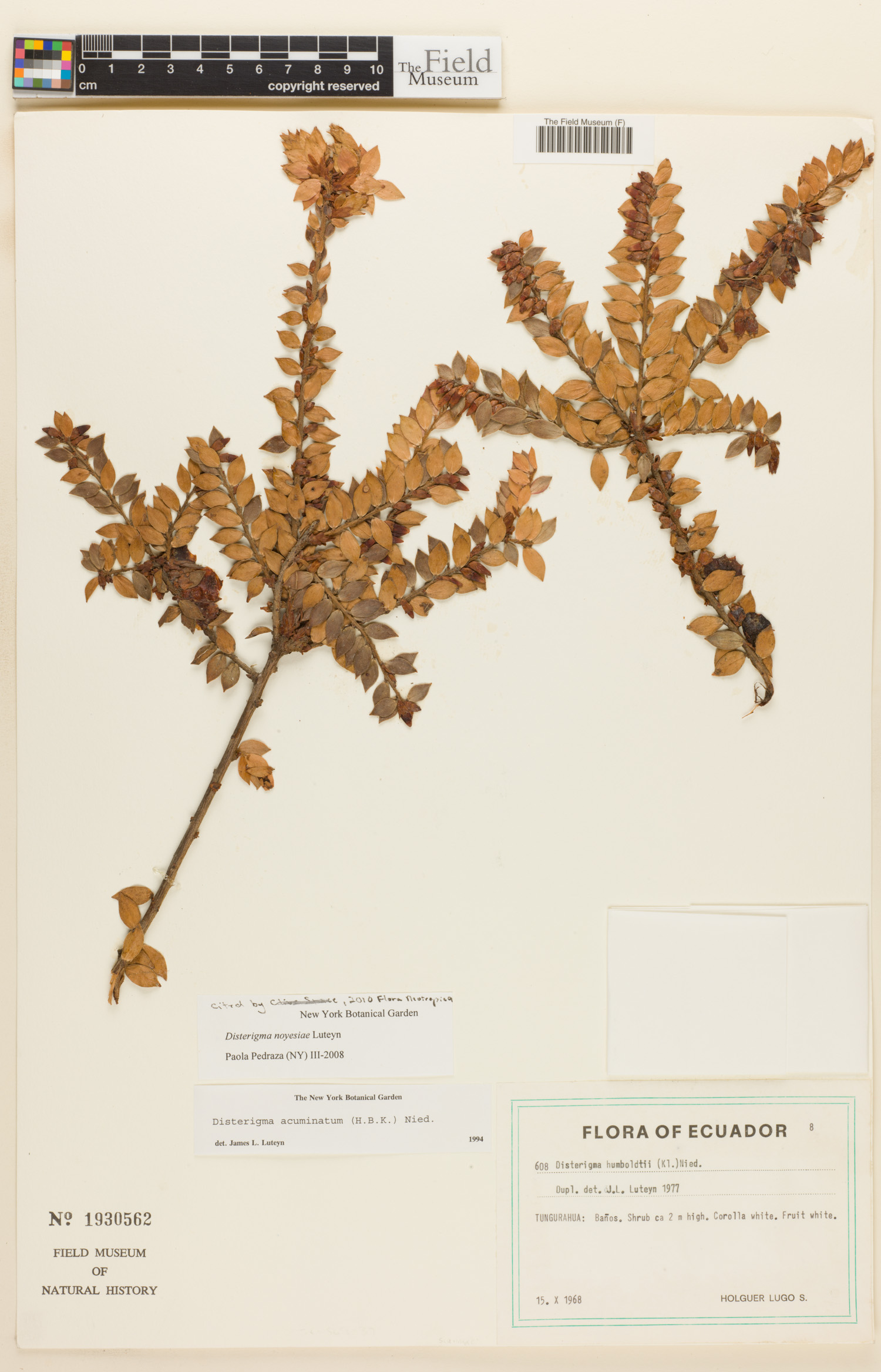 Disterigma noyesiae image