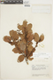 Gaultheria alnifolia image