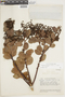 Gaultheria alnifolia image