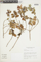 Gaultheria amoena image