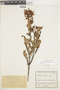 Gaultheria anastomosans image