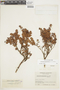 Gaultheria anastomosans image
