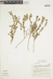 Gaultheria antarctica image