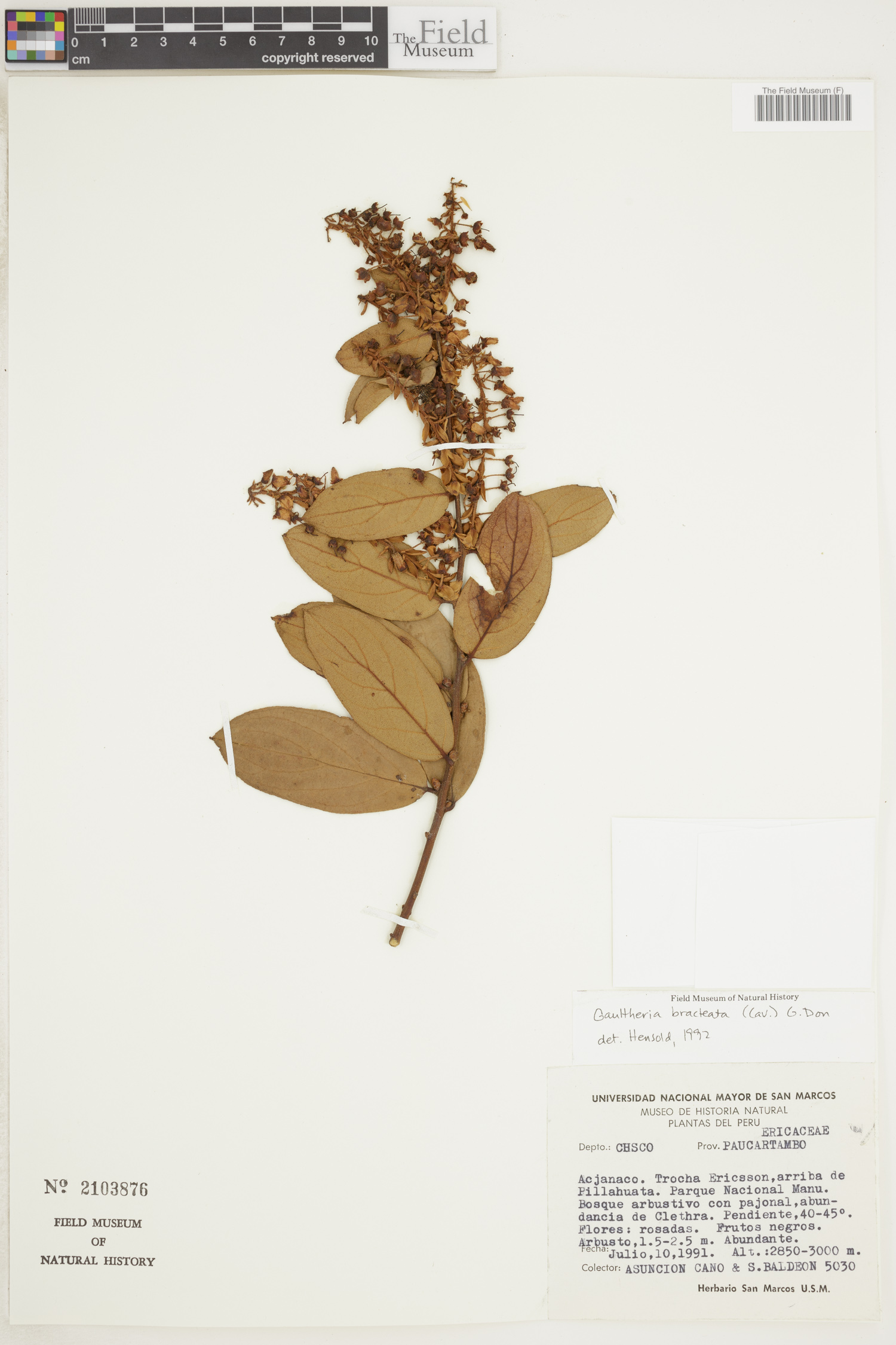 Gaultheria bracteata image