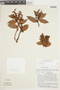 Gaultheria bracteata image