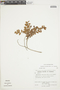 Gaultheria buxifolia image