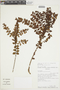 Gaultheria buxifolia var. buxifolia image