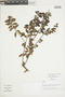 Gaultheria buxifolia var. buxifolia image
