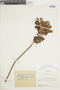 Gaultheria buxifolia image