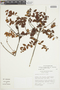 Gaultheria buxifolia var. elassantha image