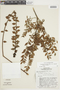 Gaultheria buxifolia var. secunda image