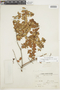 Gaultheria buxifolia var. secunda image