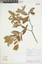 Gaultheria eriophylla var. mucronata image