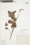 Gaultheria eriophylla var. eriophylla image
