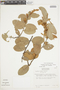 Gaultheria eriophylla var. eriophylla image