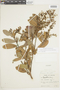 Gaultheria eriophylla var. mucronata image