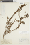 Gaultheria foliolosa image