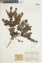Gaultheria foliolosa image