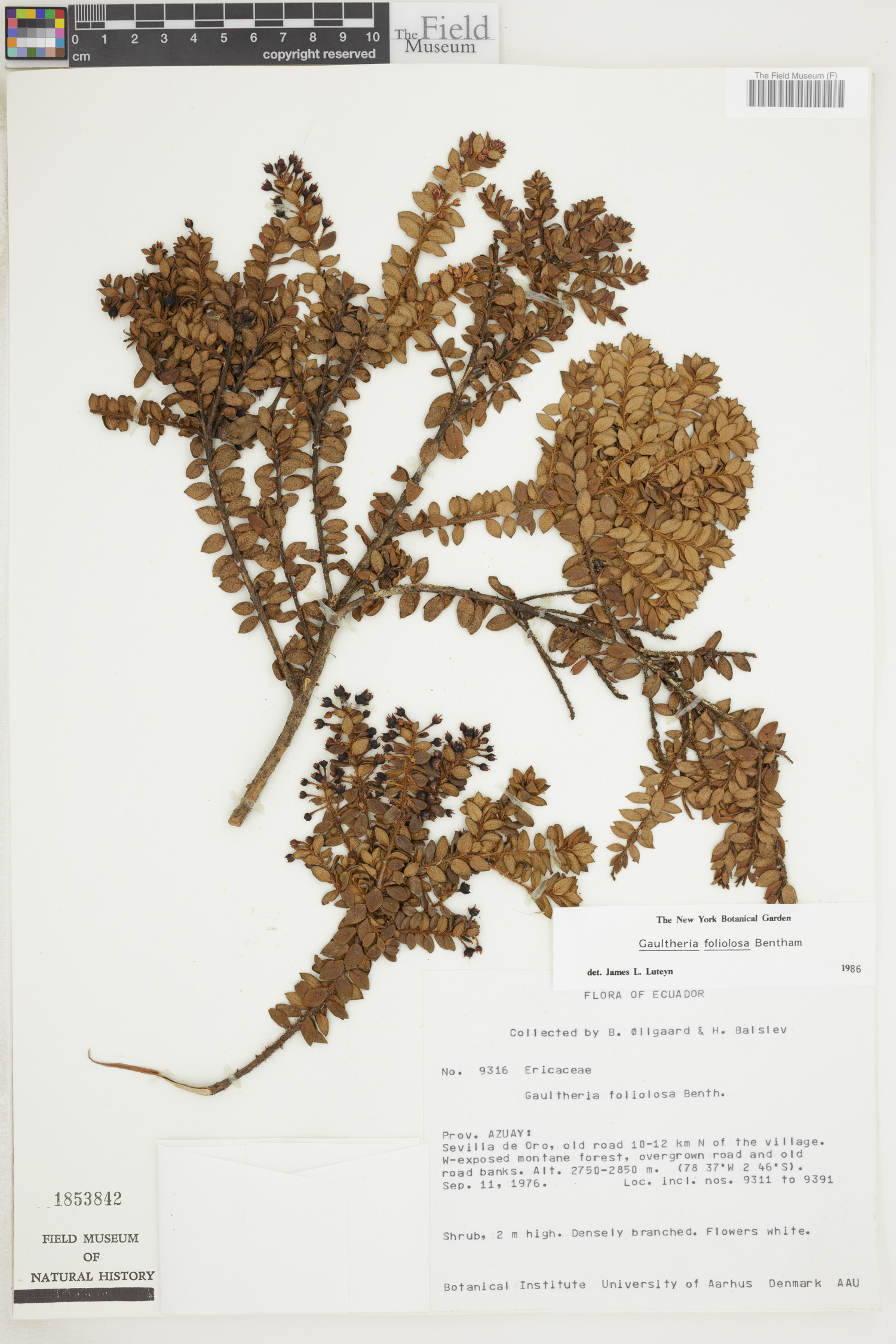 Gaultheria foliolosa image